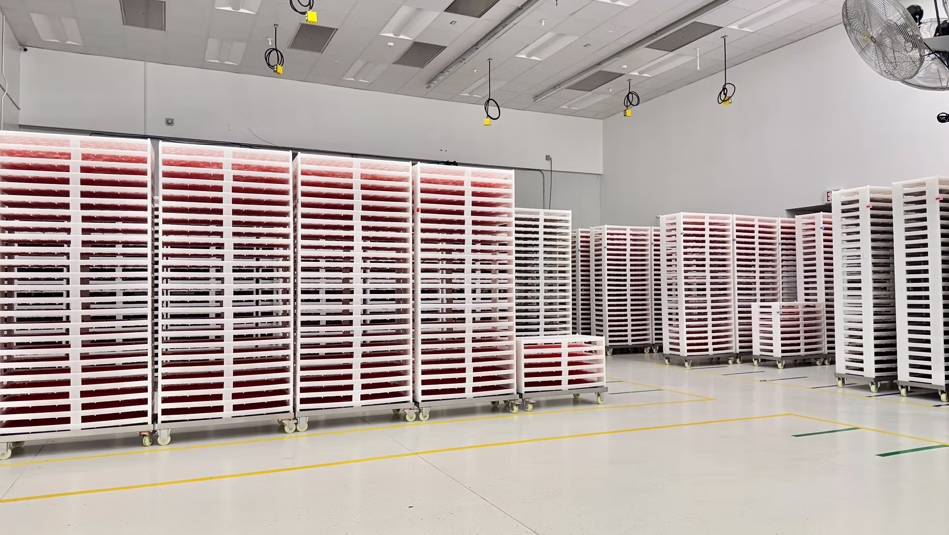 Racked gummy trays inside the production facility